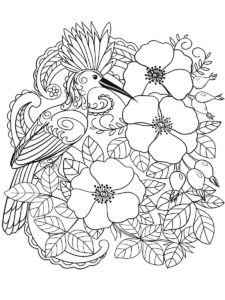 Hoopoe coloring page