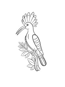 Hoopoe coloring page