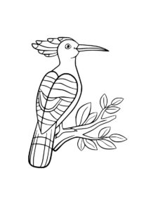 Hoopoe coloring page