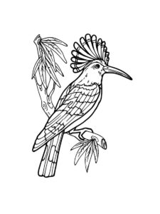 Hoopoe coloring page