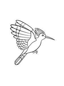 Hoopoe coloring page