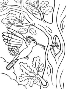 Hoopoe coloring page