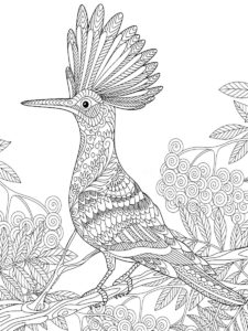 Hoopoe coloring page