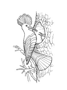 Hoopoe coloring page