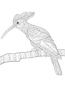 Hoopoe coloring page