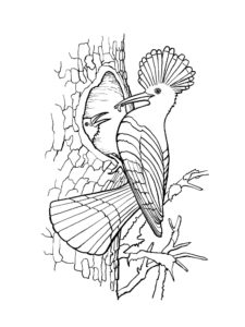 Hoopoe coloring page