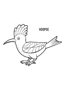 Hoopoe coloring page