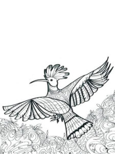 Hoopoe coloring page