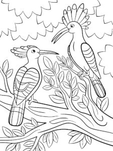 Hoopoe coloring page