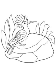 Hoopoe coloring page