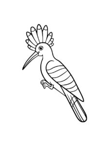 Hoopoe coloring page