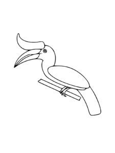 Hornbill coloring page