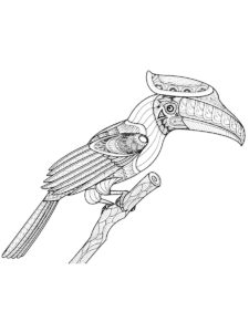 Hornbill coloring page