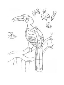 Hornbill coloring page