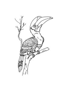 Hornbill coloring page