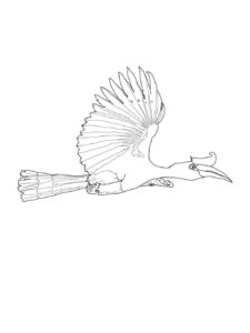 Hornbill coloring page