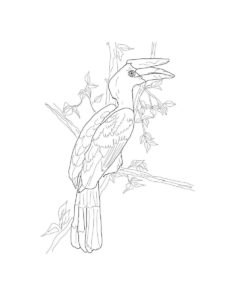 Hornbill coloring page