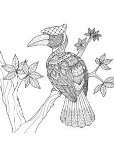 Hornbill coloring page