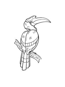 Hornbill coloring page