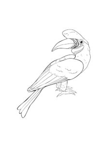 Hornbill coloring page