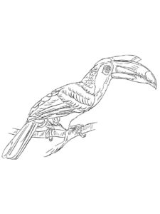 Hornbill coloring page