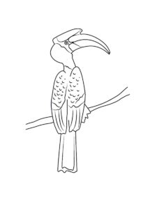 Hornbill coloring page