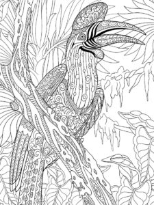 Hornbill coloring page