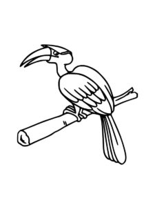 Hornbill coloring page