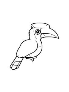 Hornbill coloring page