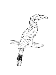 Hornbill coloring page