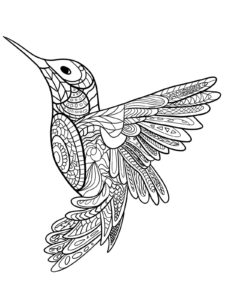 Hummingbird coloring page