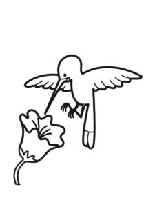 Hummingbird coloring page