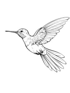 Hummingbird coloring page