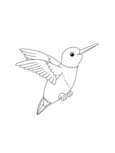 Hummingbird coloring page