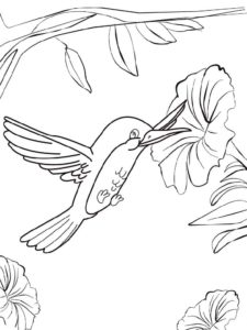 Hummingbird coloring page