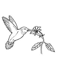 Hummingbird coloring page