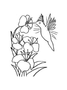 Hummingbird coloring page