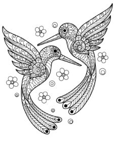 Hummingbird coloring page