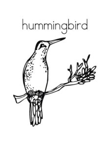 Hummingbird coloring page