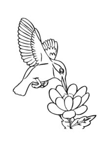 Hummingbird coloring page