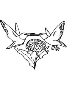 Hummingbird coloring page