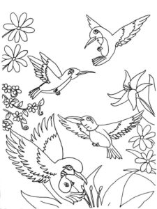 Hummingbird coloring page