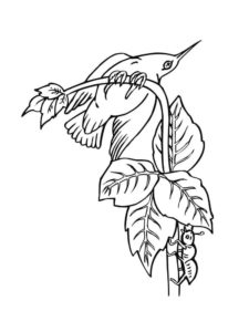 Hummingbird coloring page