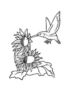 Hummingbird coloring page