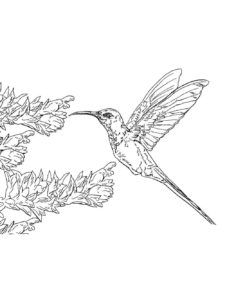 Hummingbird coloring page