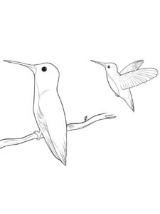 Hummingbird coloring page