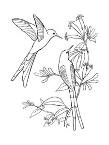 Hummingbird coloring page