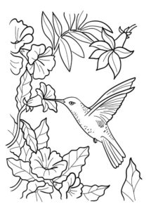 Hummingbird coloring page