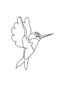 Hummingbird coloring page