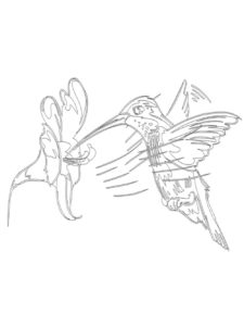 Hummingbird coloring page